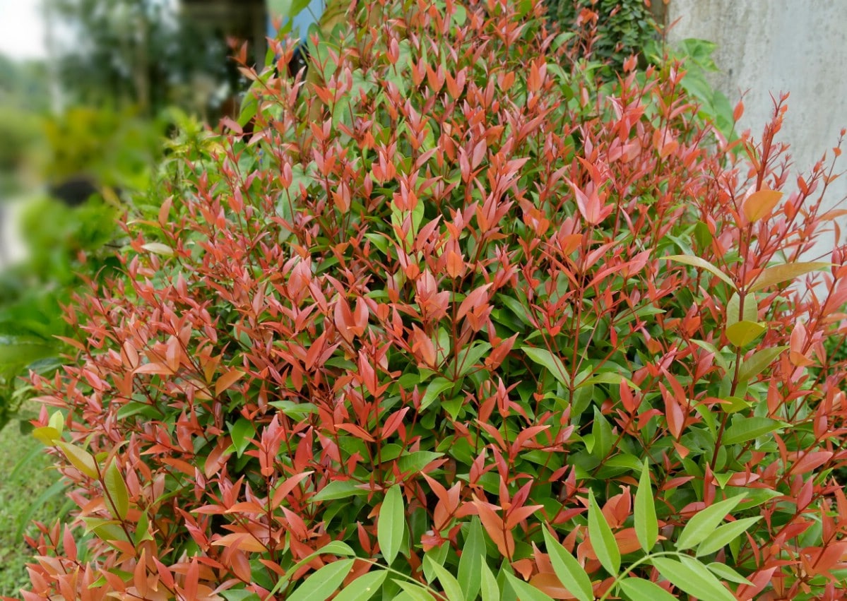 Red leaves on gulfstream heavenly bamboo