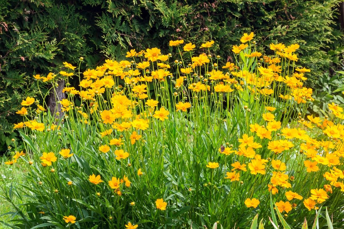 Large planting of yellow tickseed flowers