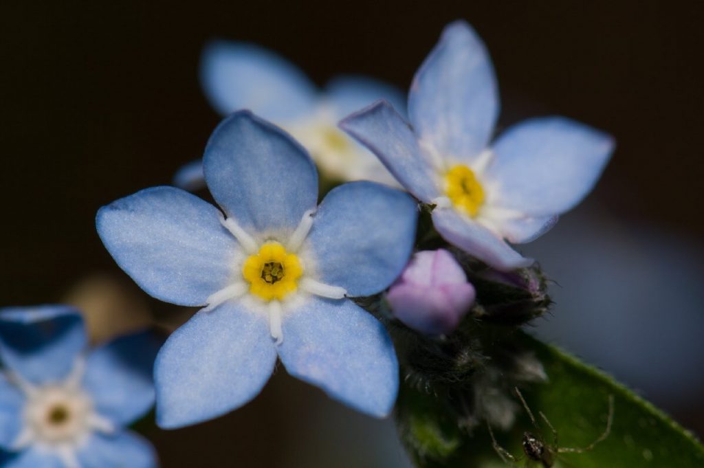 broadleaf forget me not flower