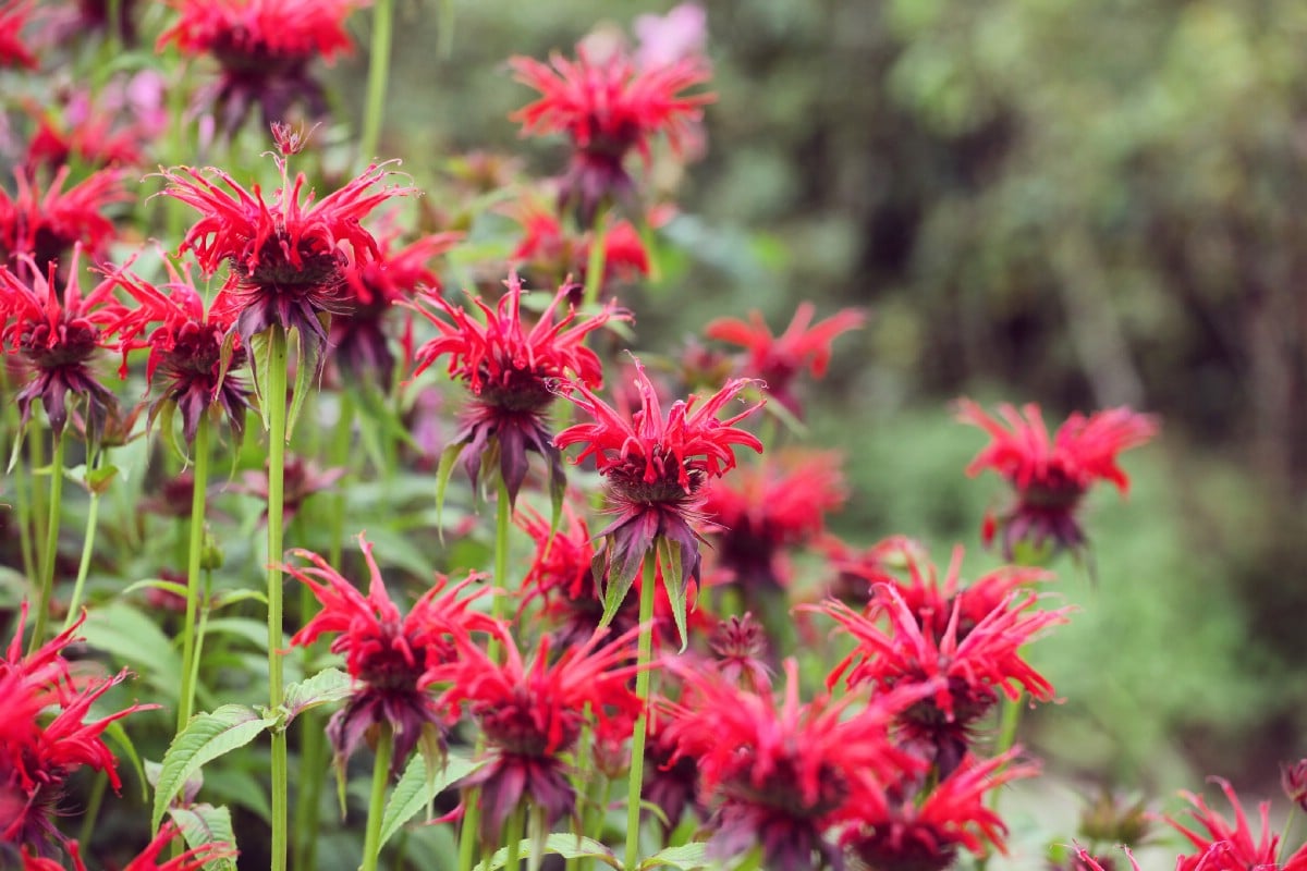 spiky red bee balm blossoms