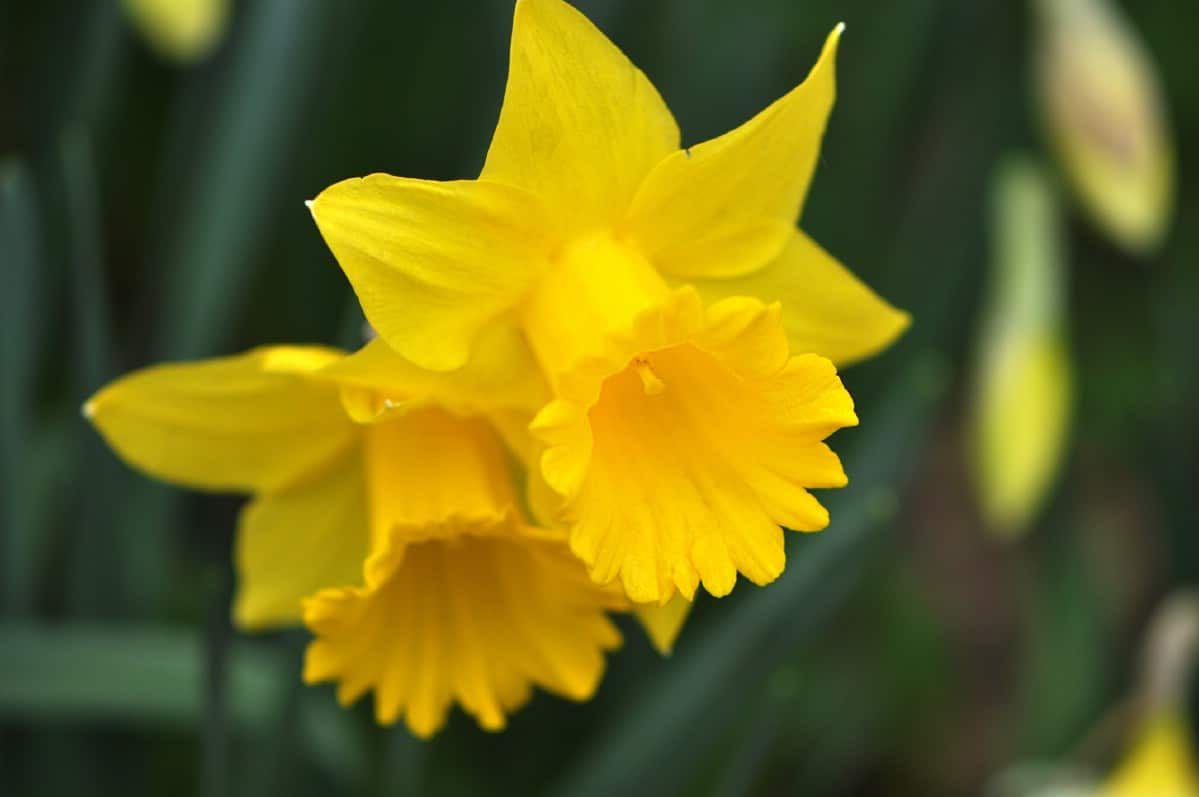 closeup of two classic yellow daffodil blooms