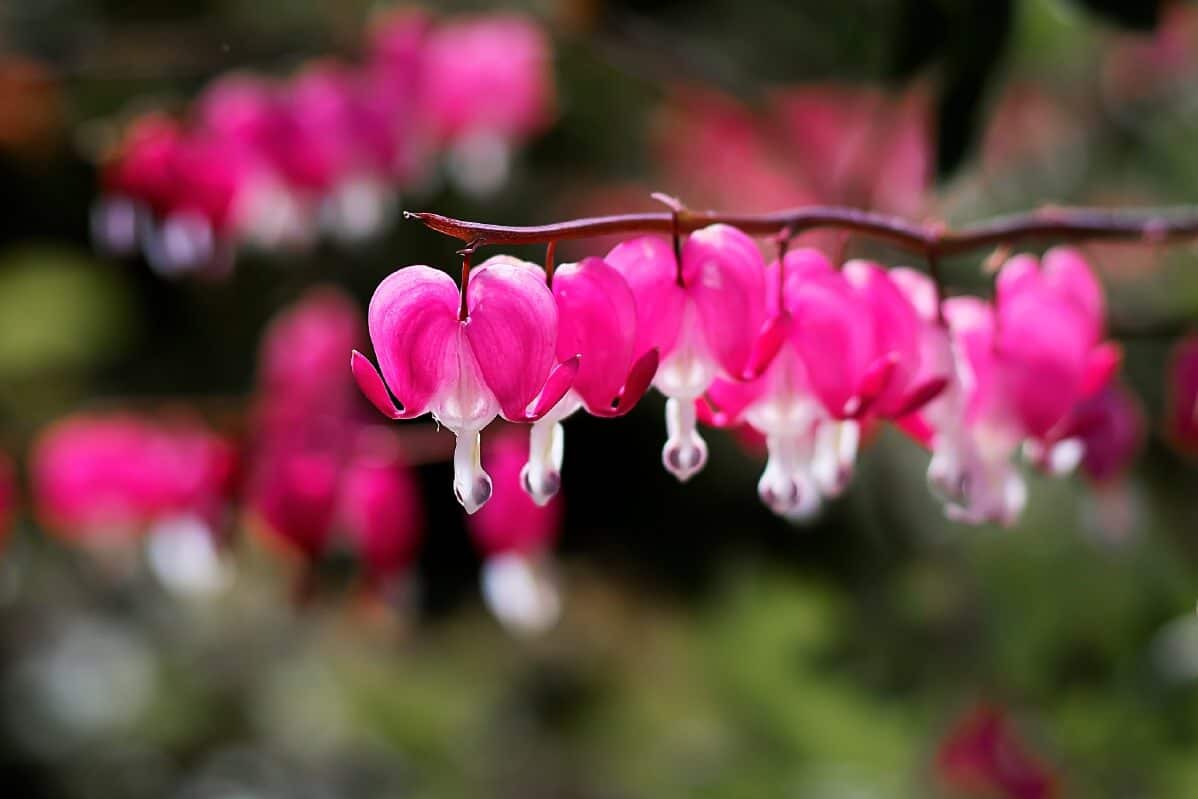 branch of pink bleeding hearts with several blossoms