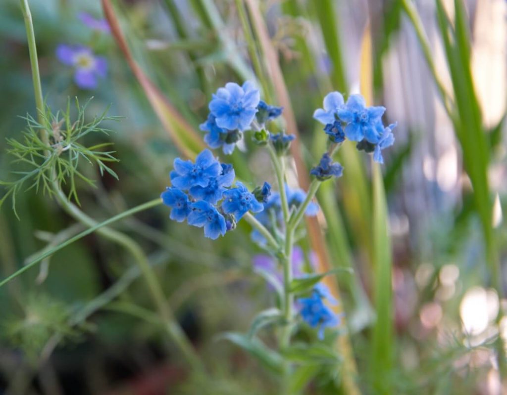 Chinese forget-me-not flowers