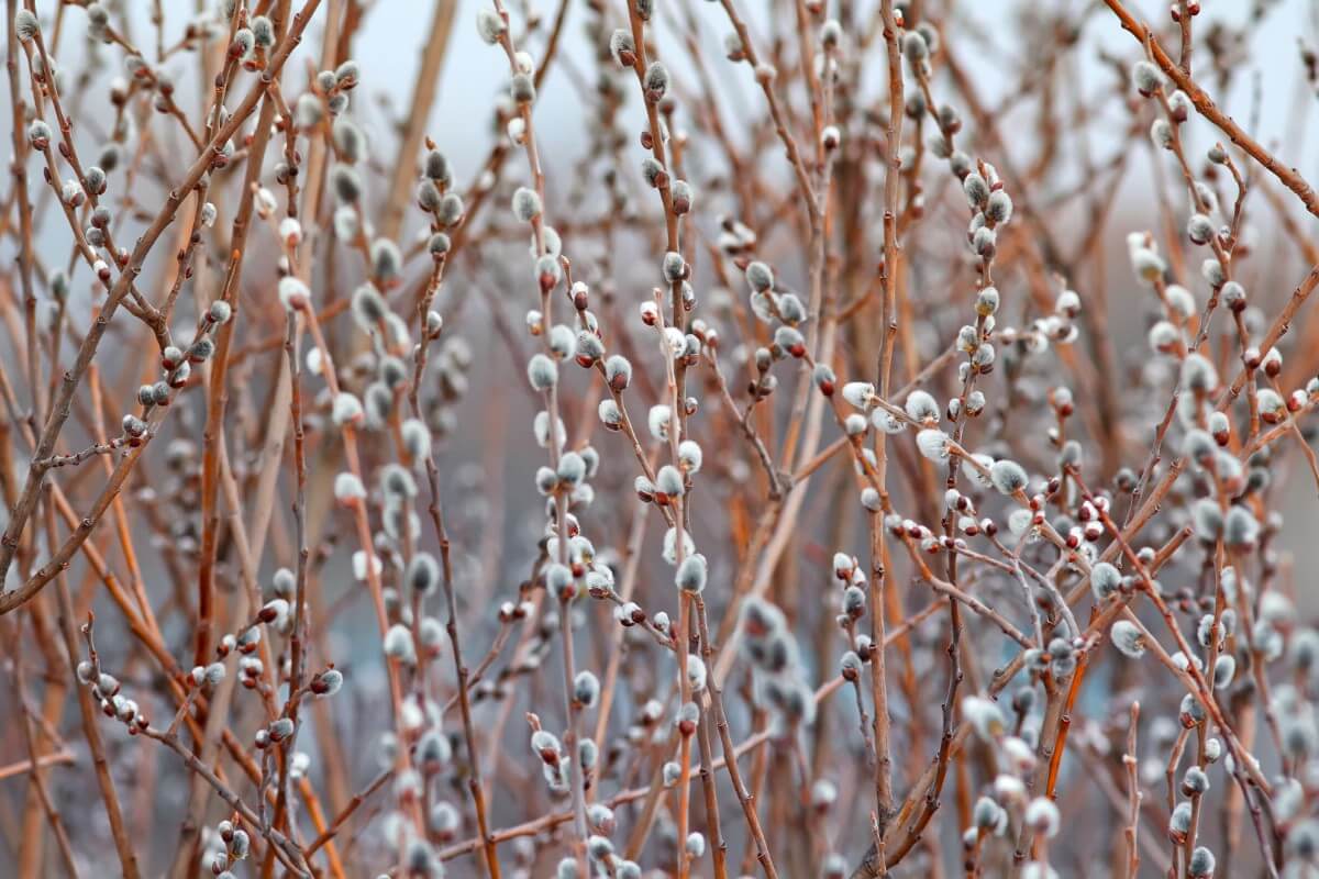 tall thin stems of pussy willow covered in furry catkins
