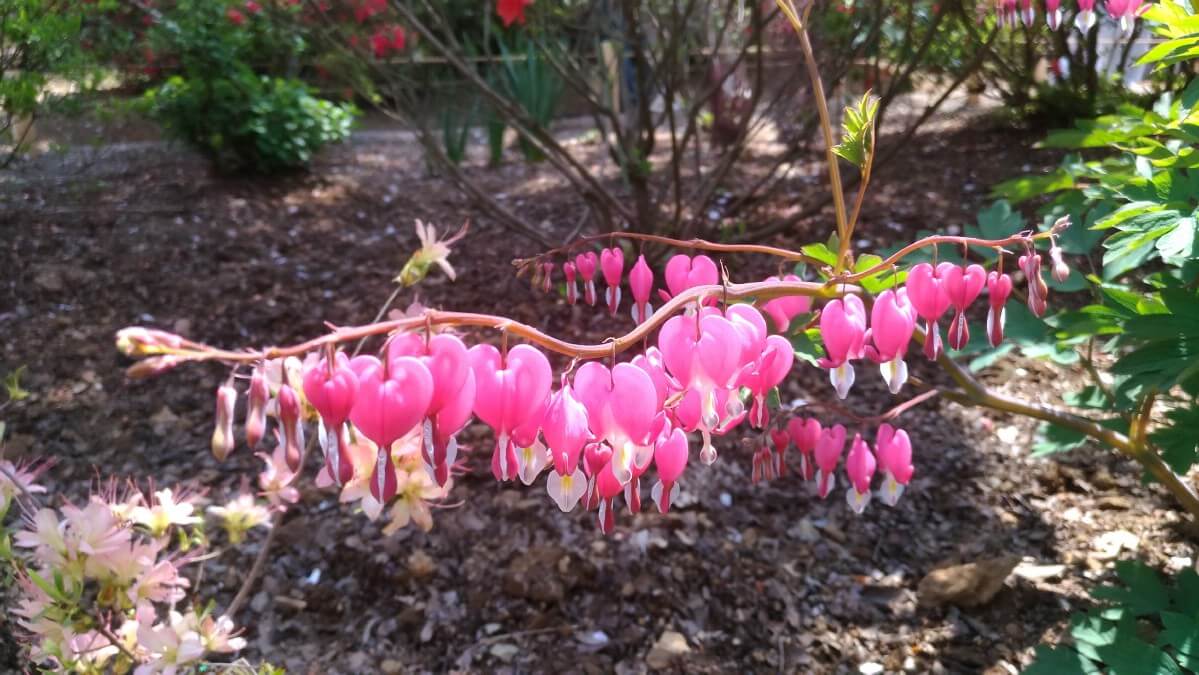 branch of pink bleeding heart blossoms