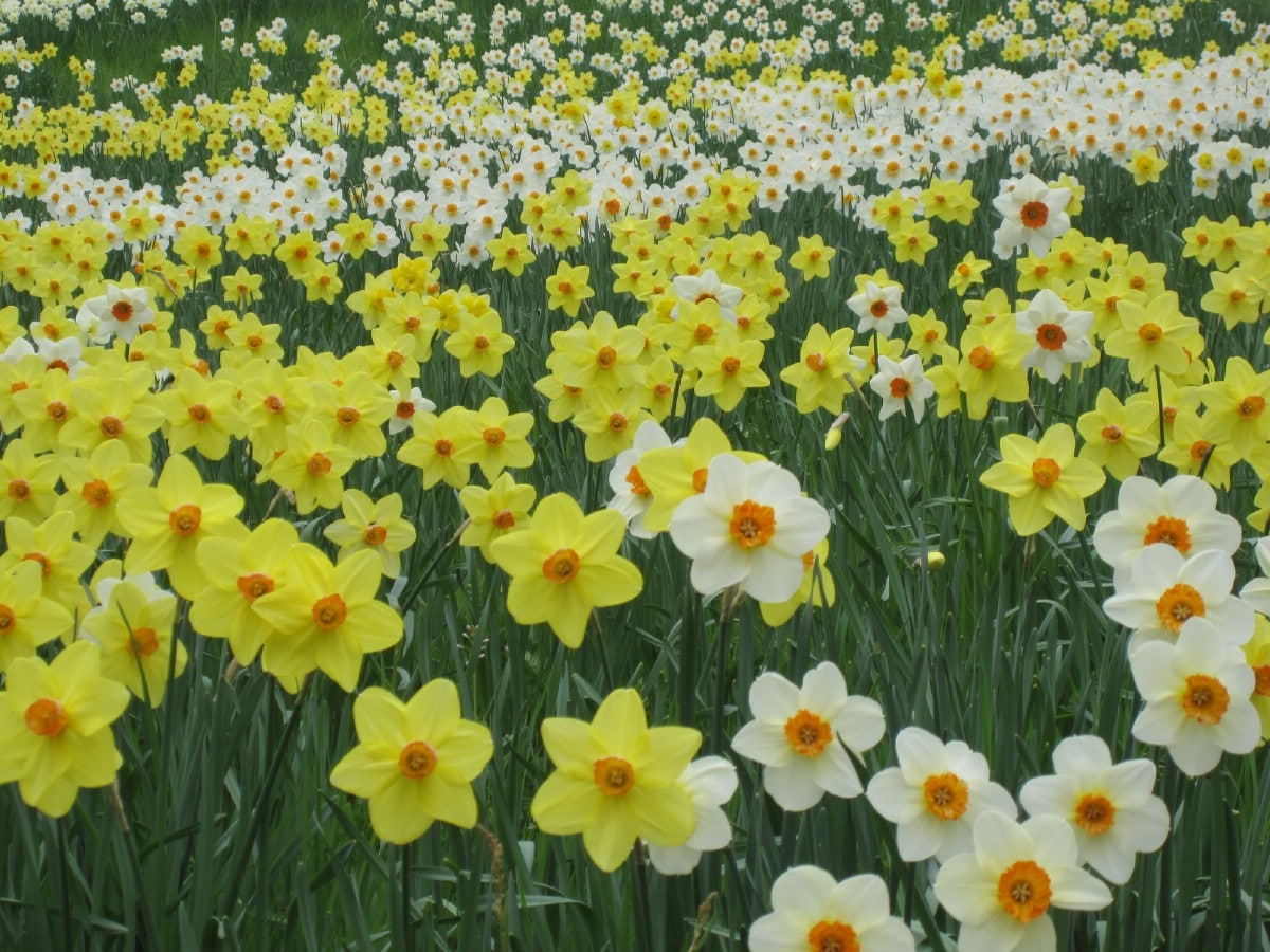 mixed daffodil varieties in field