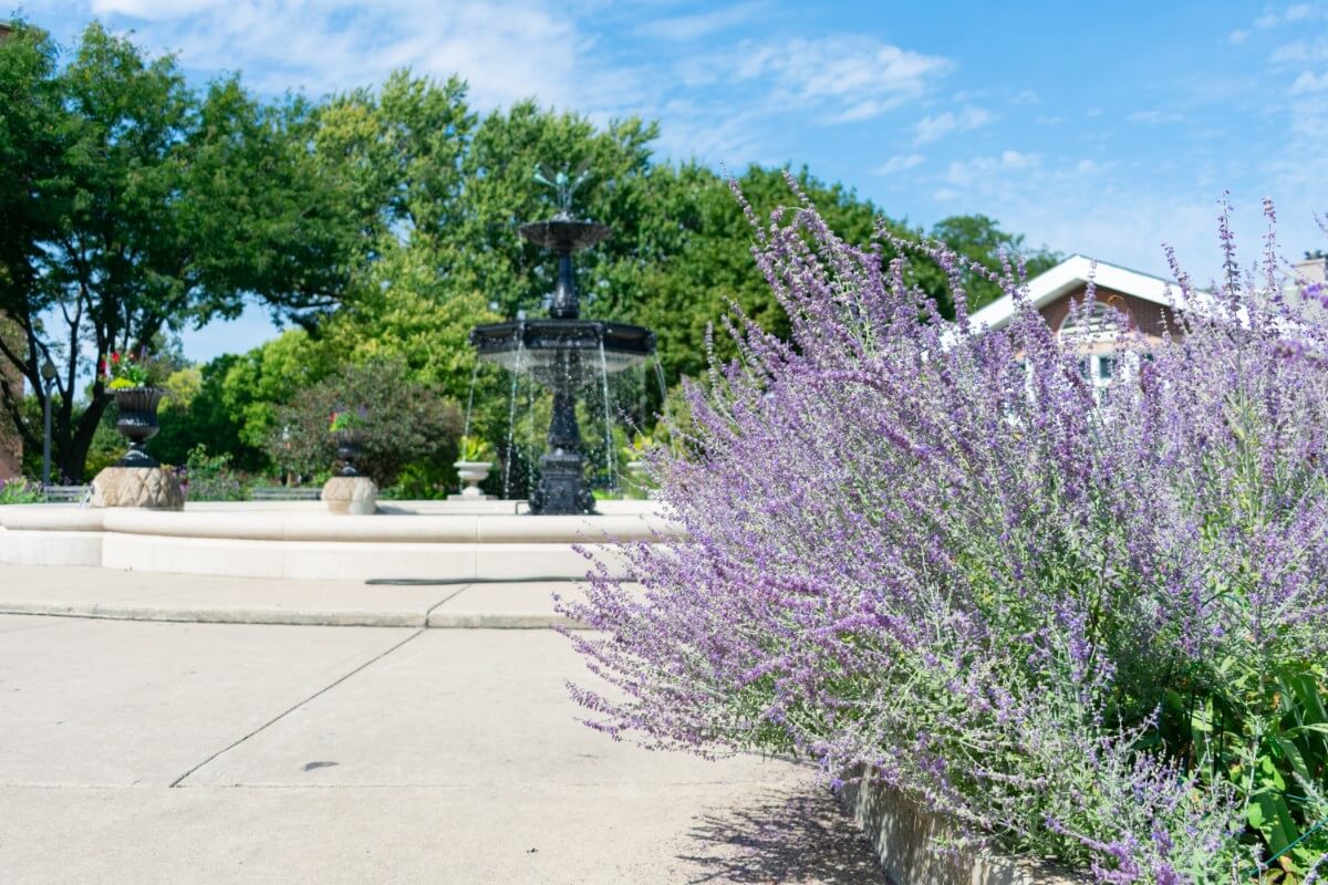 long reaching spikes of purple Russian sage flowers