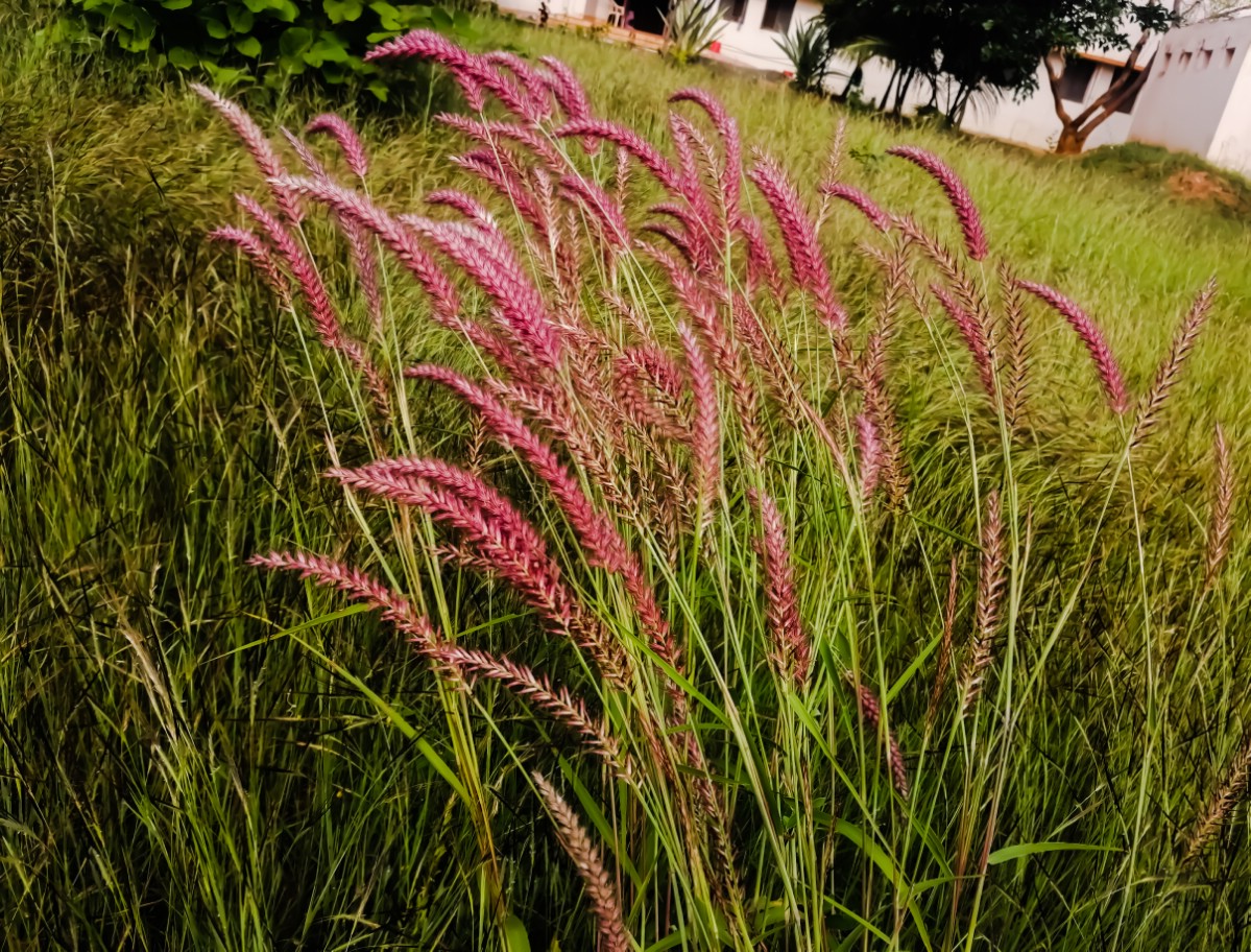 heads of red switchgrass in border planting
