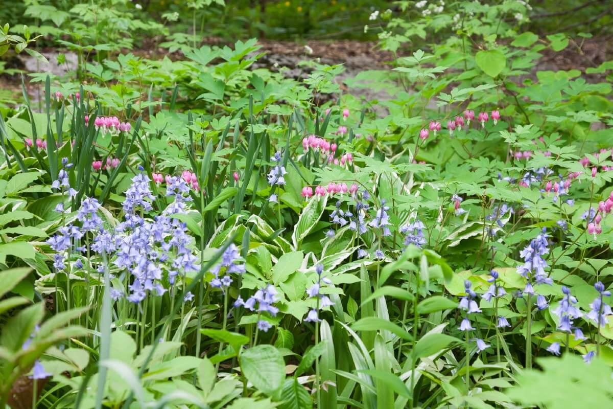 mixed planting of bleeding hearts and purple flowers