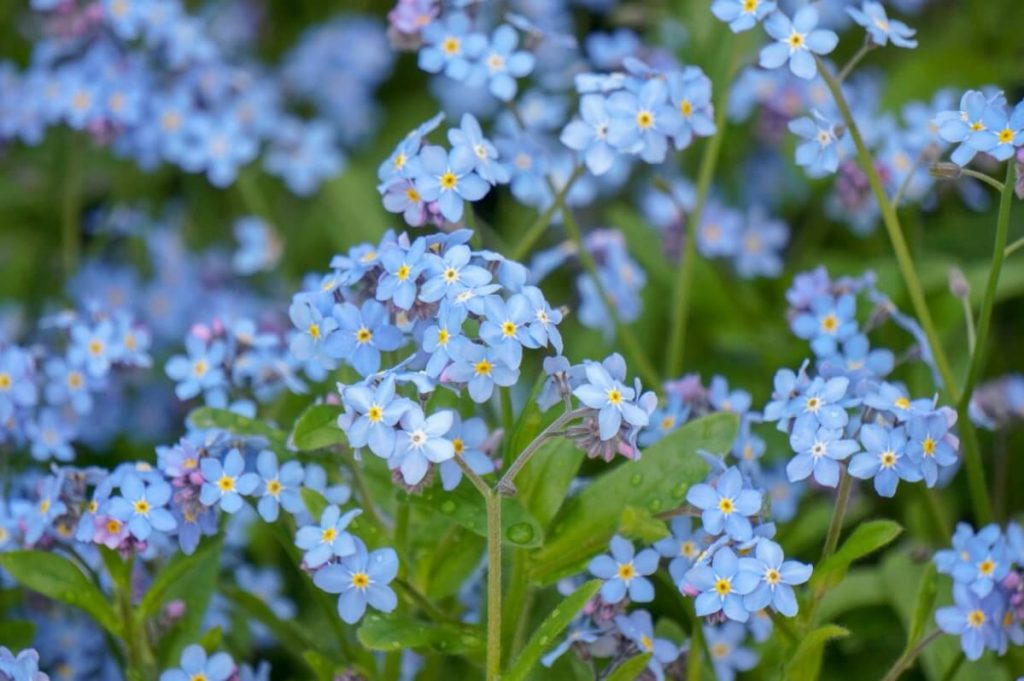 blue forget me nots in bloom