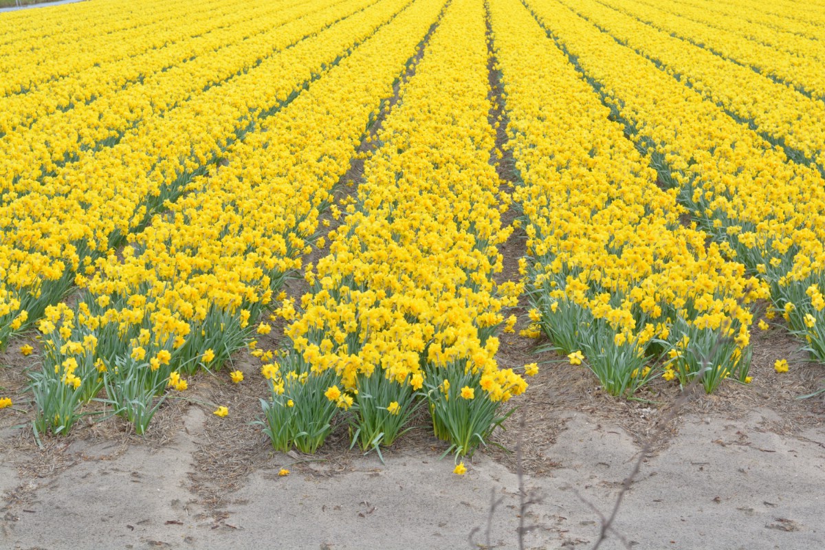 rows of daffodils in a field