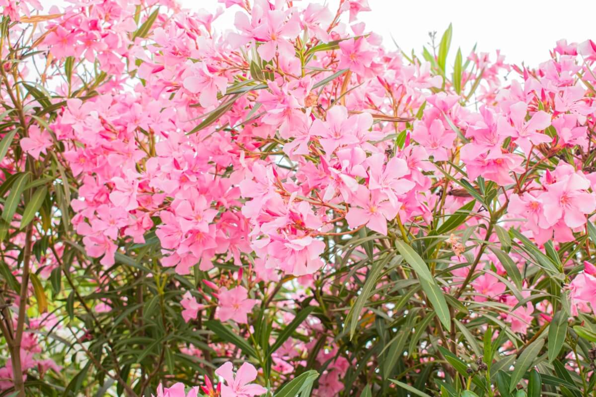 pink flowers of weigela shrub