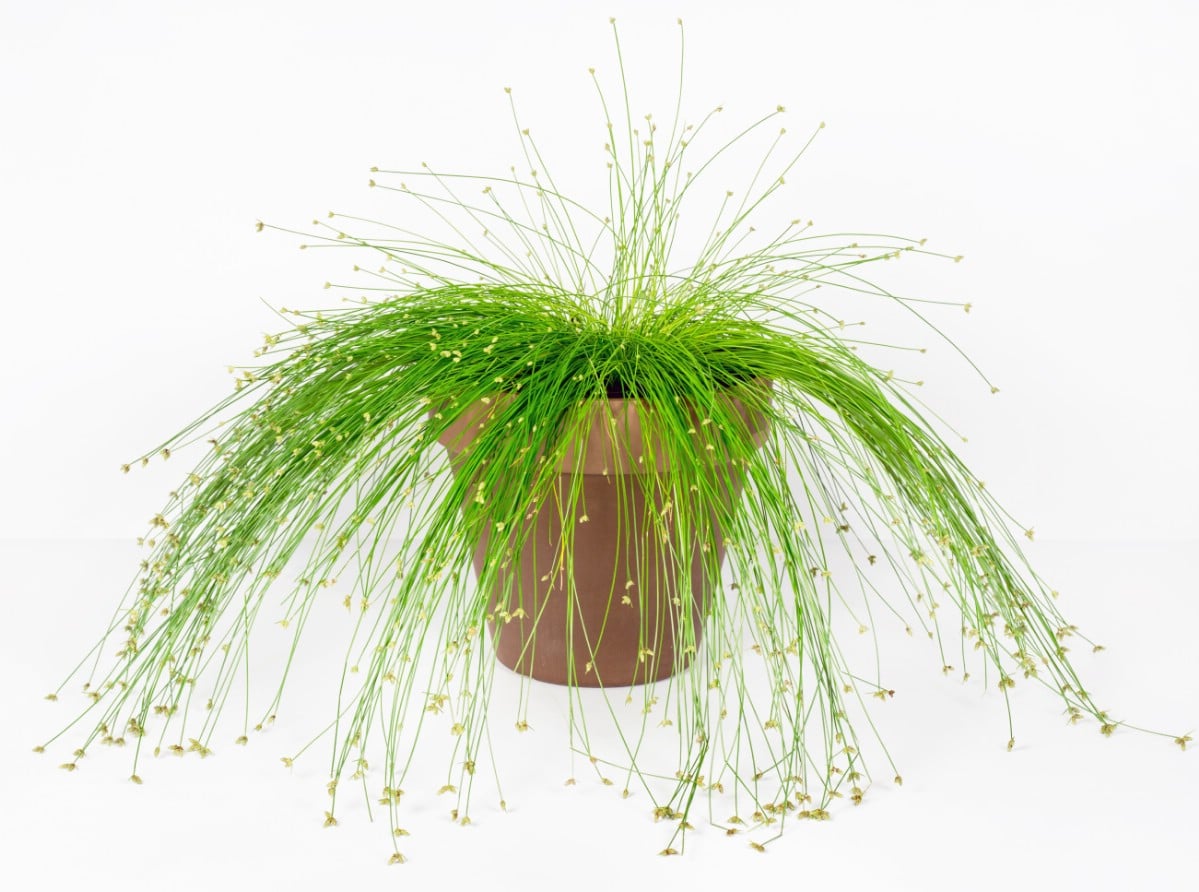 potted fiber optic grass