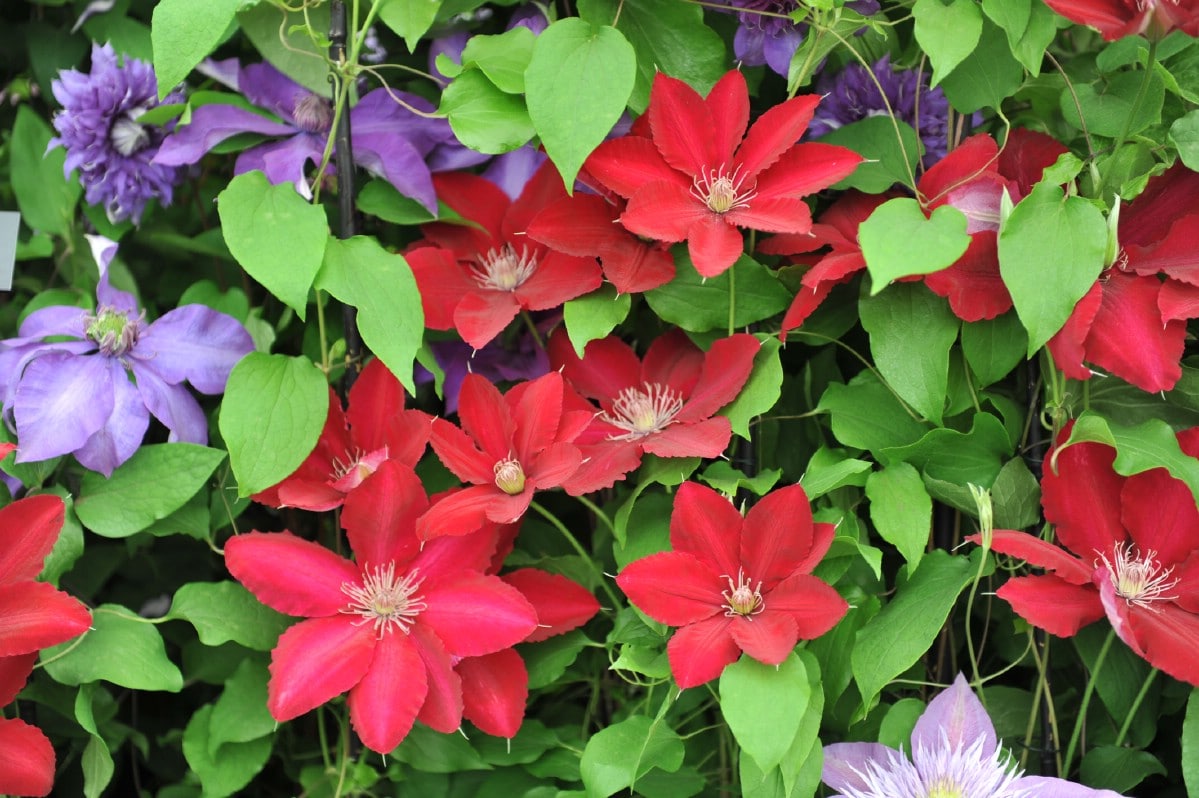 red and purple clematis in mixed planting
