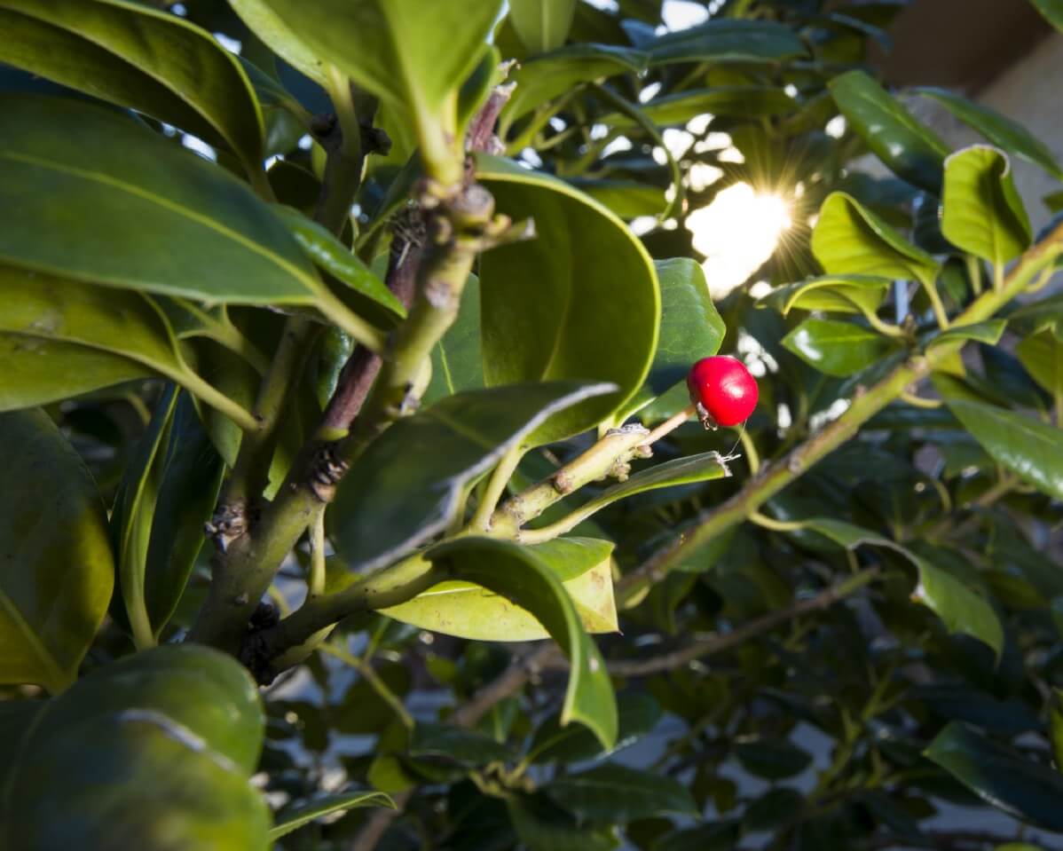 a single red berry on a holly tree