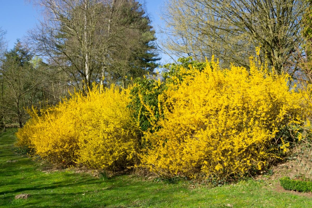 large bright yellow forsythia bush