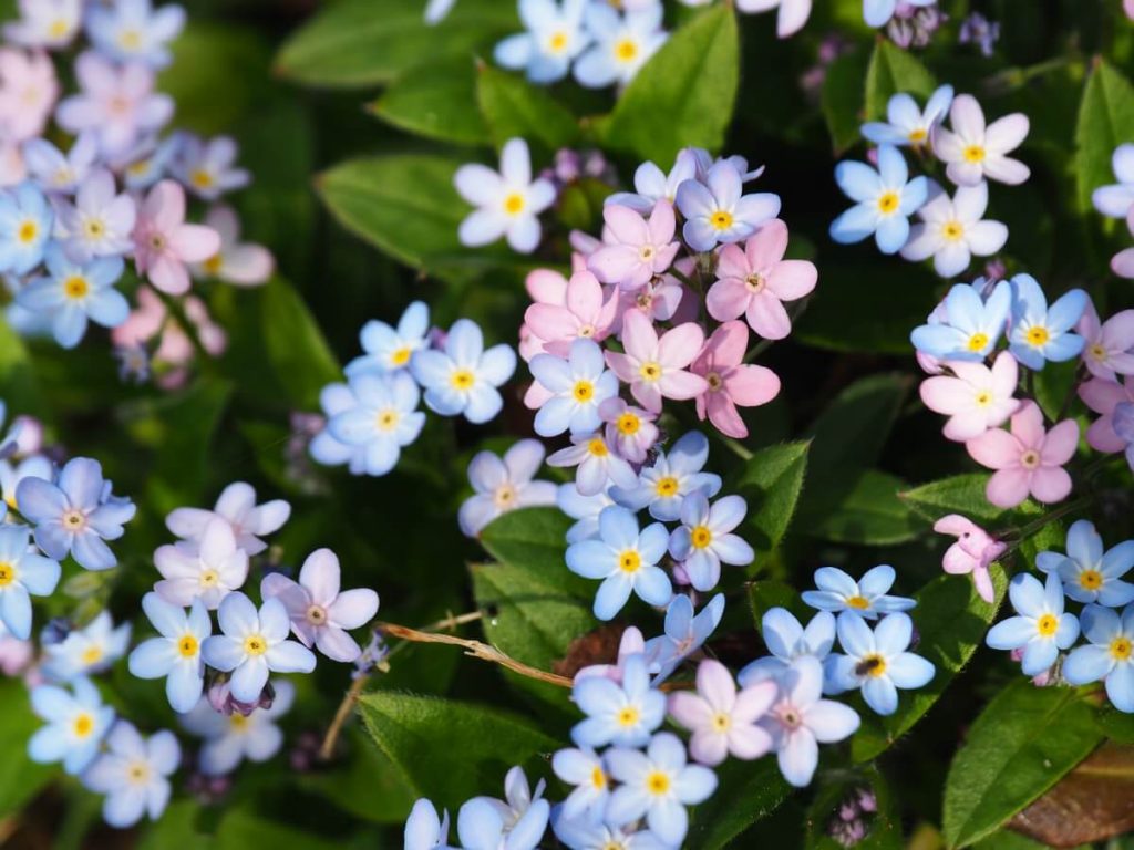 pink and blue colored forget me not flowers in bloom