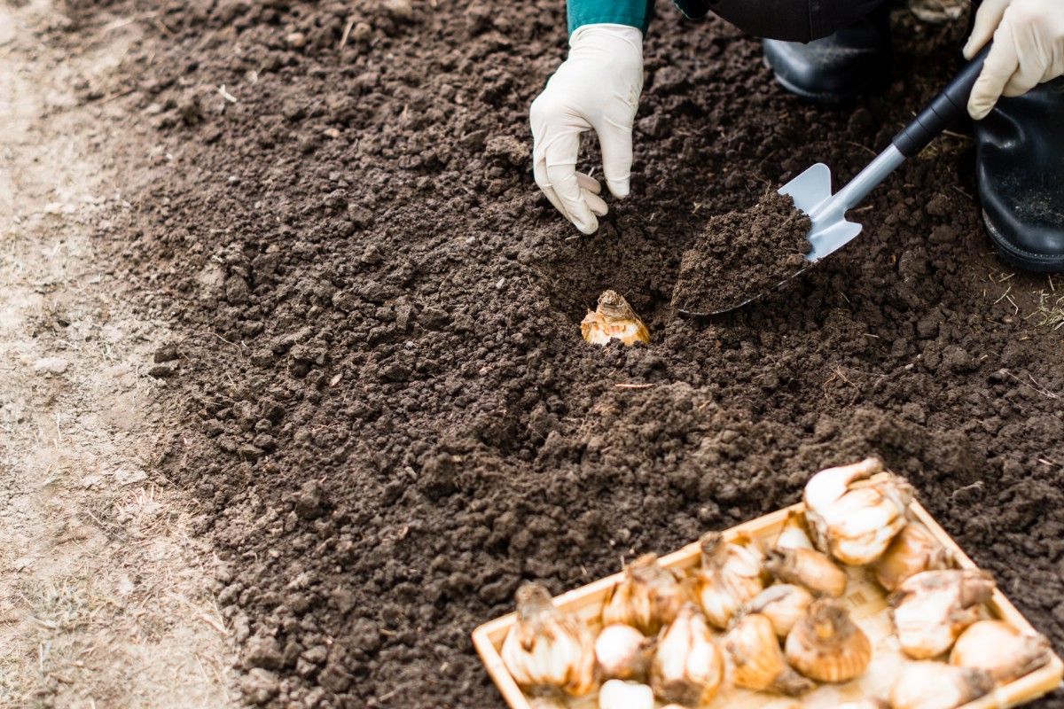 hand and trowel planting daffodil bulbs