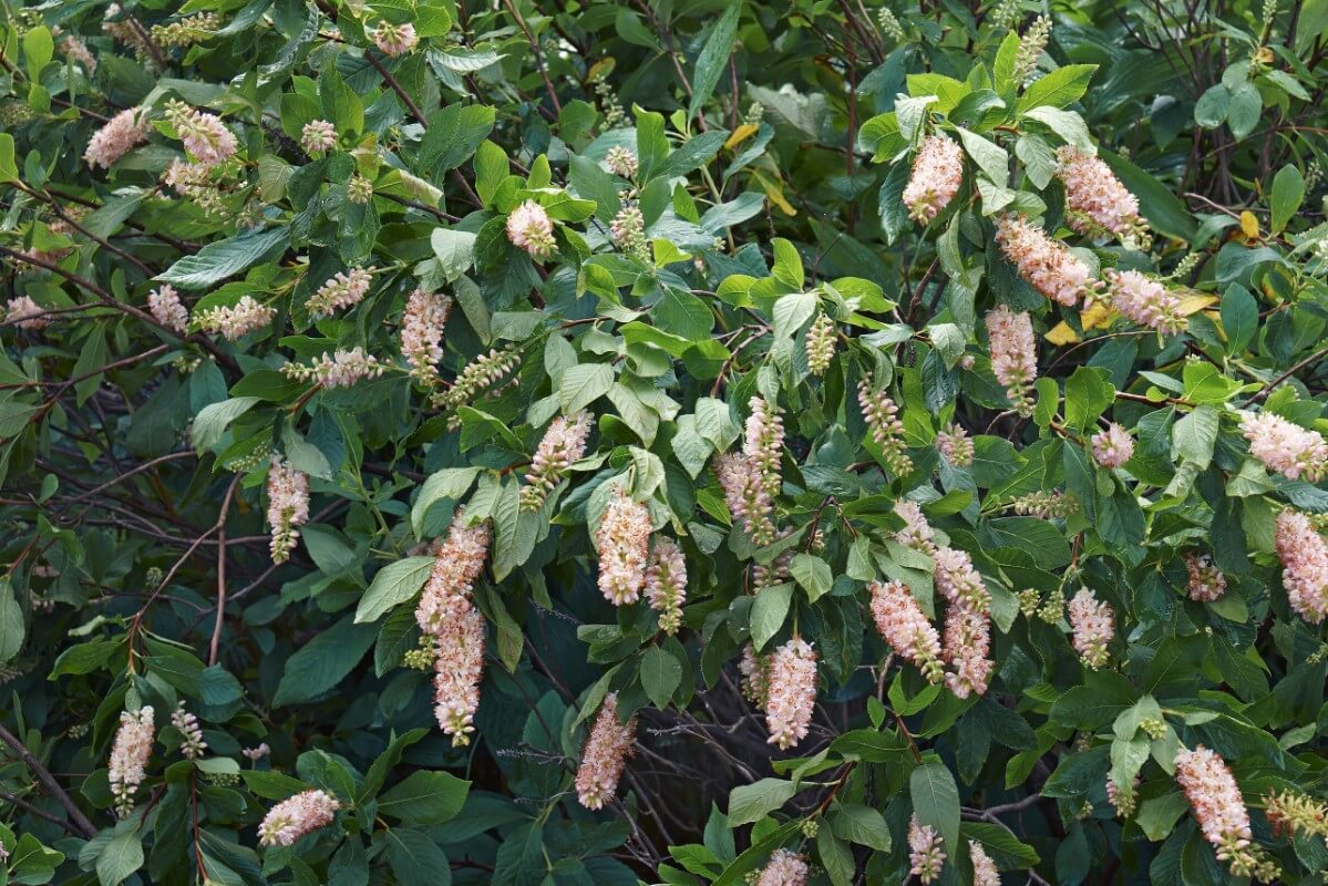 bottle brush-like flower spikes on summersweet bush