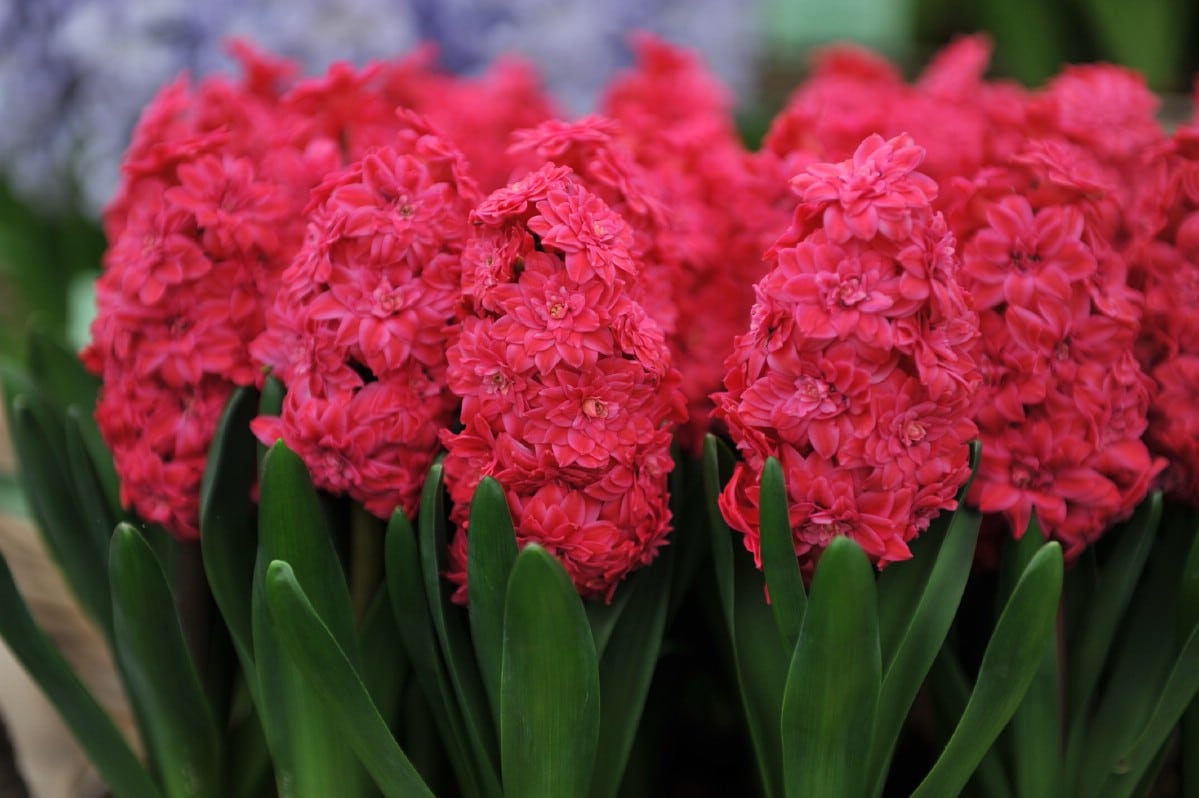 compact planting of red blossomed hyacinths