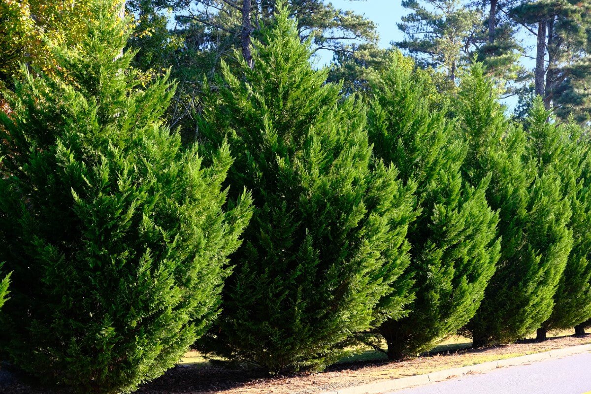 a line of cypress trees planted as a privacy row