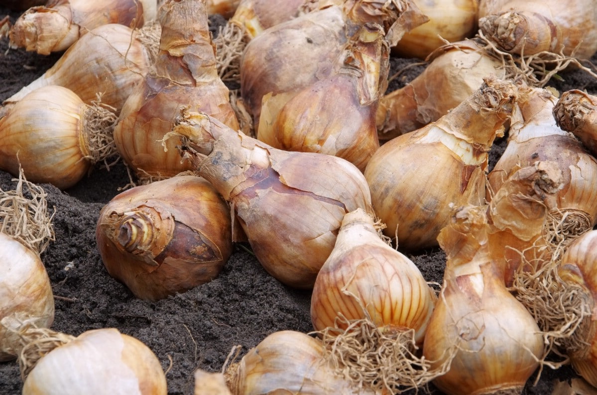 pile of daffodil bulbs ready for fall planting