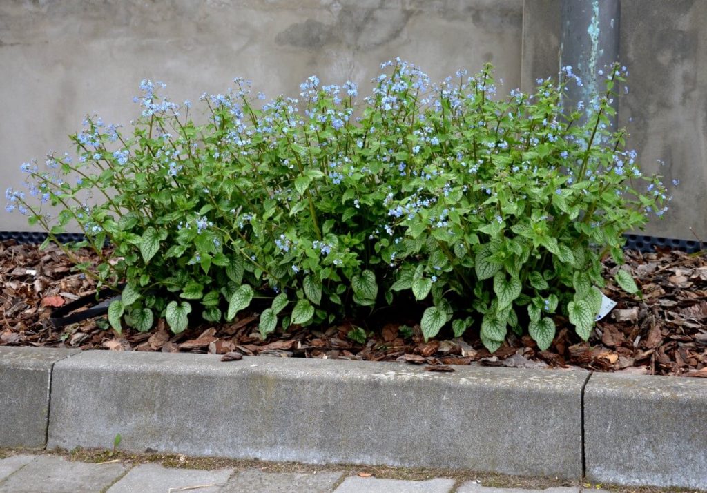 forget me not plants with mulch