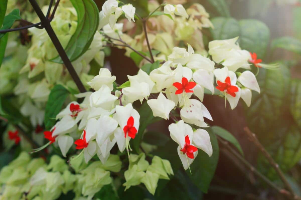 white and red bleeding heart flowers