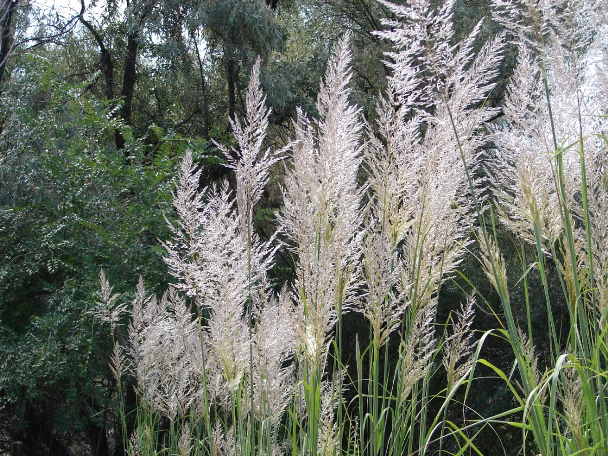 feathery spikes of elephant grass