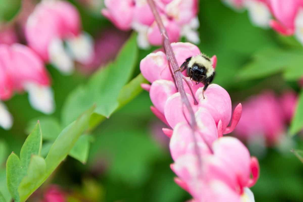 bumble bee on bleeding heart bush
