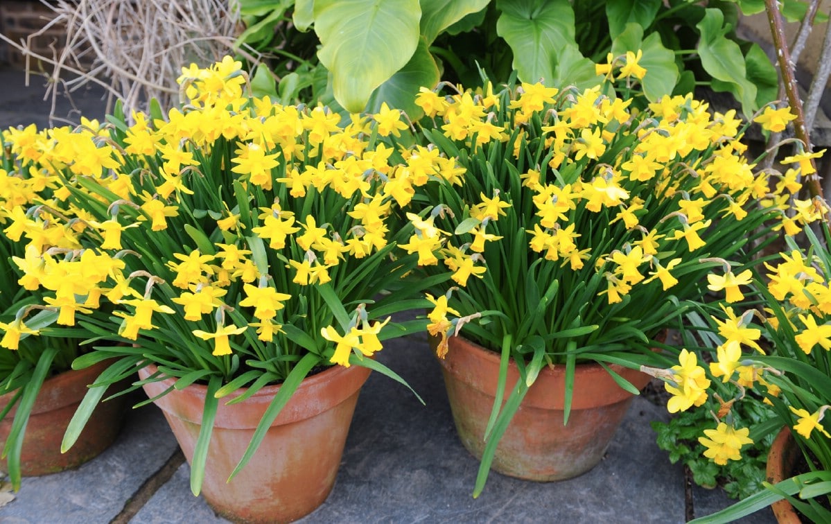 two pots of daffodils planted in containers