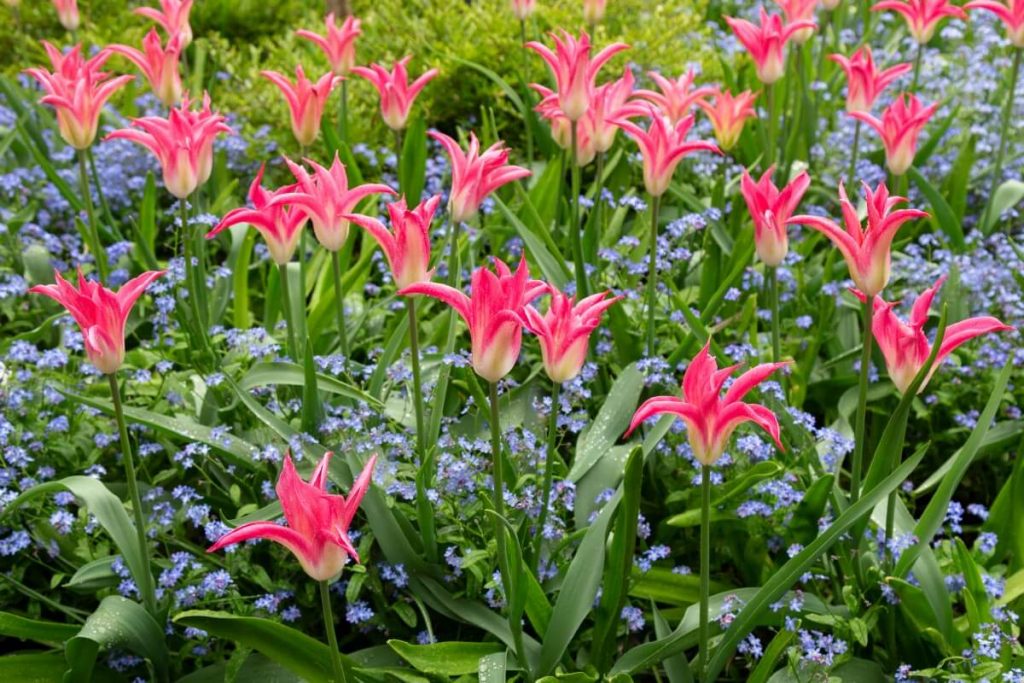 pink lily-shaped tulips planted with forget me nots