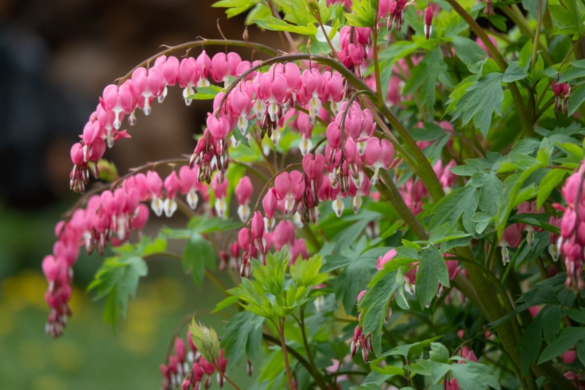 arching bleeding heart flowers