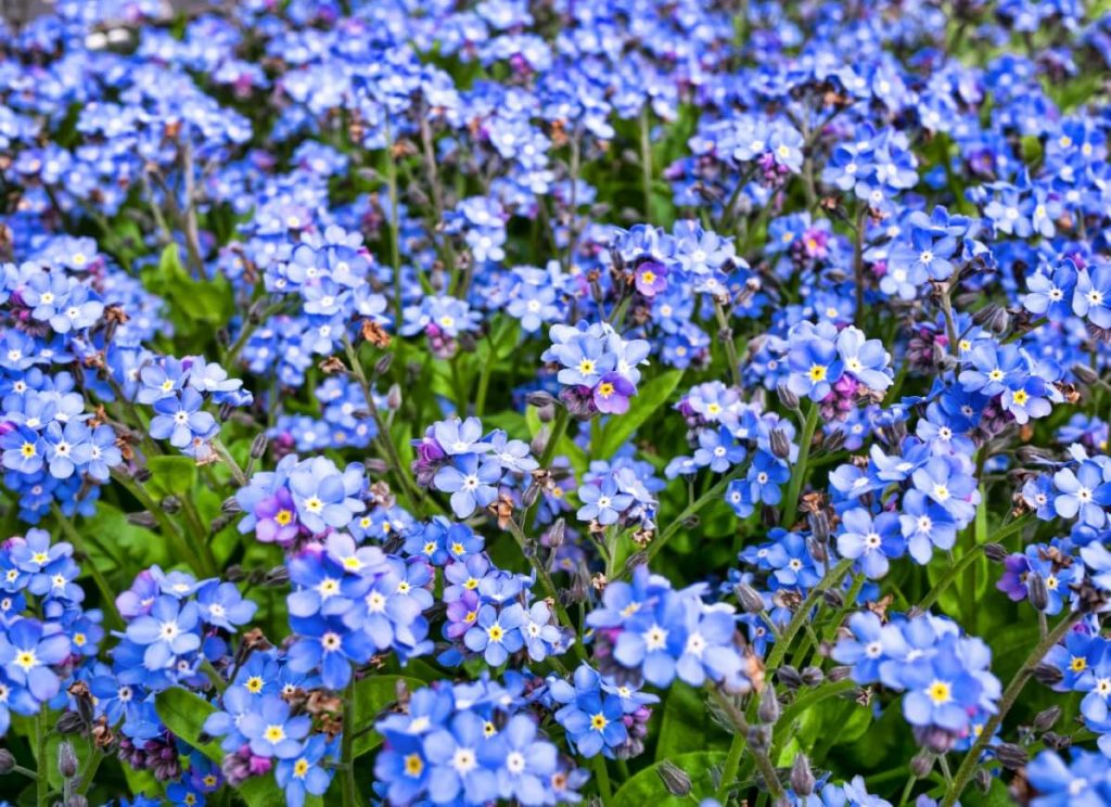 large blooming forget me not plant