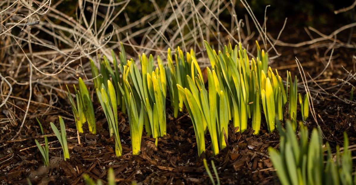 daffodils mulched with wood chips