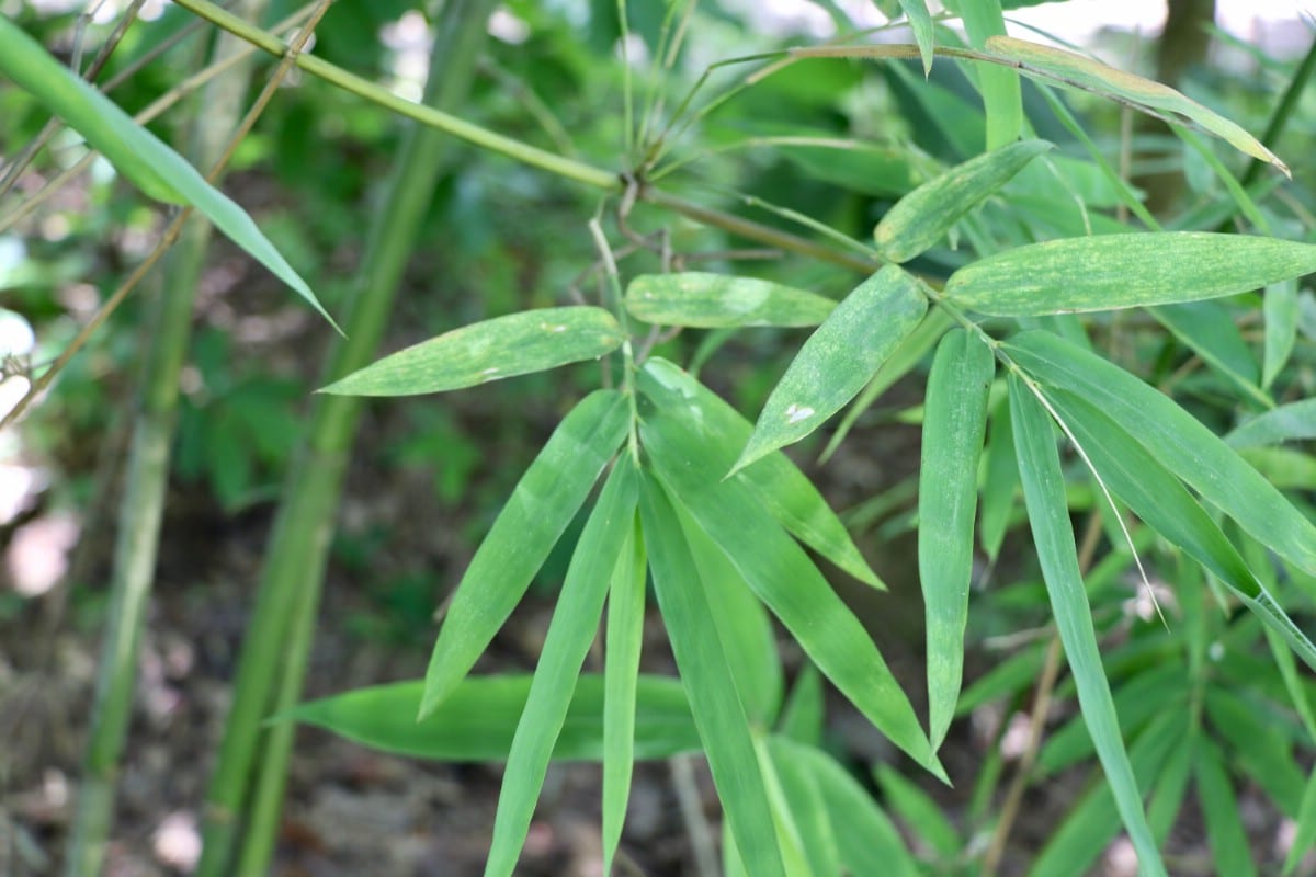 six-leaved fronds of edible bamboo plant