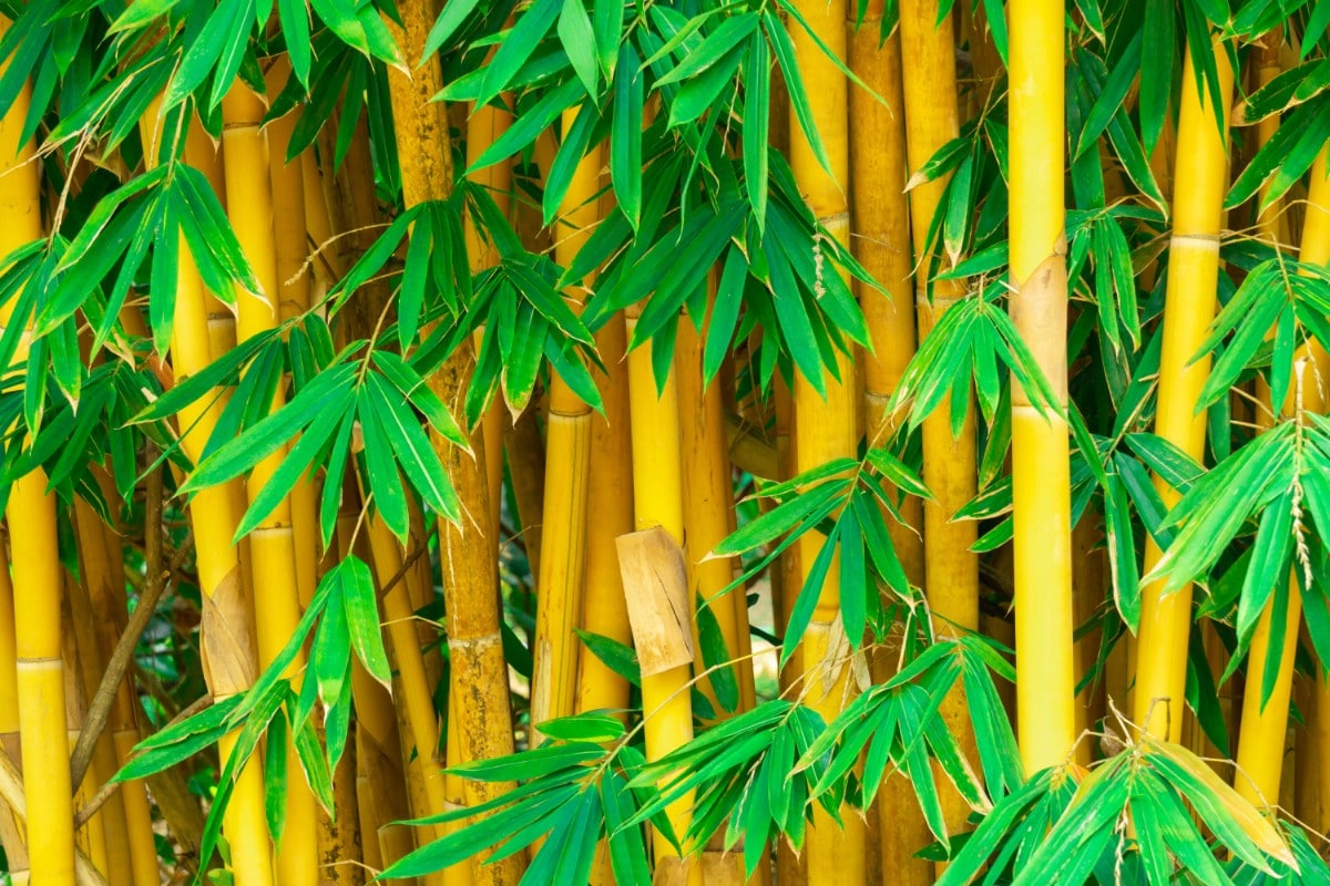 bright yellow stalks of golden bamboo grass