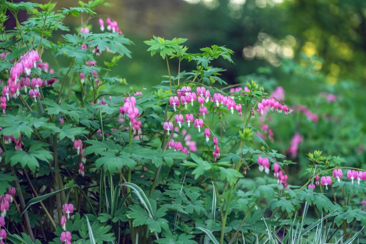 large bleeding heart bush