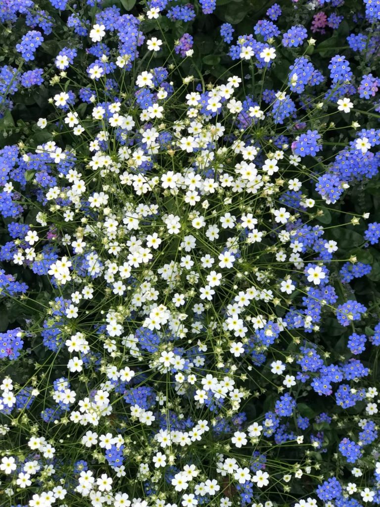 forget me nots mixed with small white flowers