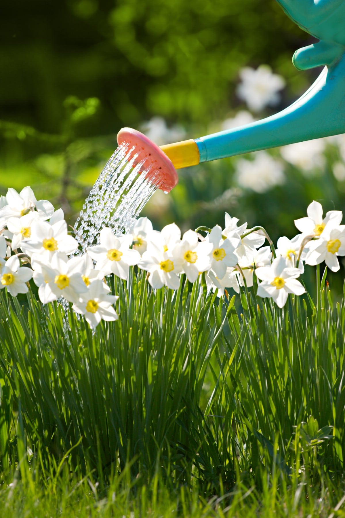 watering can watering daffodils