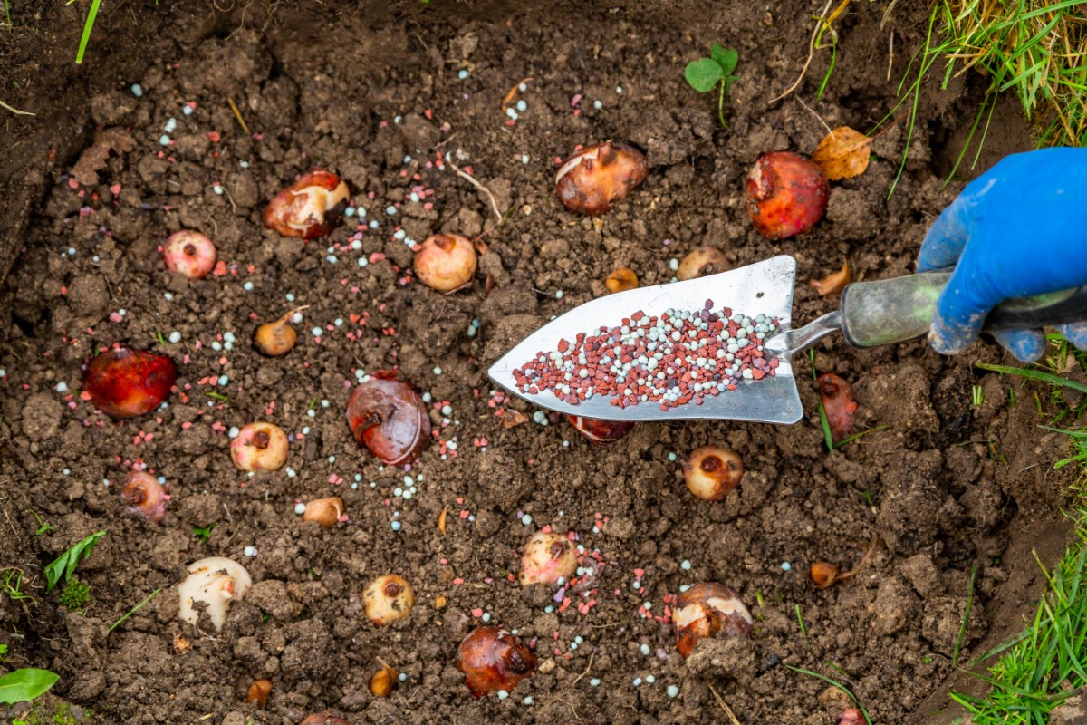 daffodil bulbs set in ground for planting being spread with fertilizer