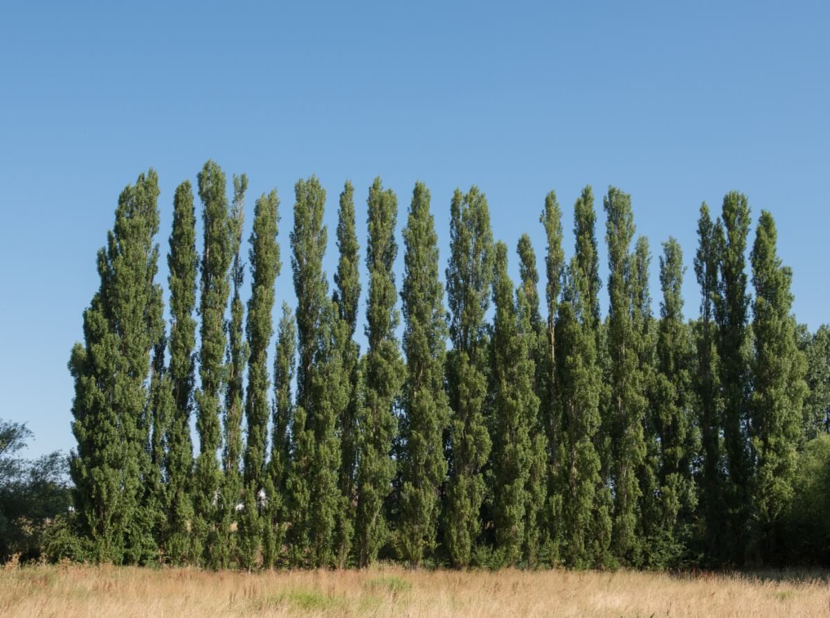 tall thin Lombardy Poplar trees planted as a screen