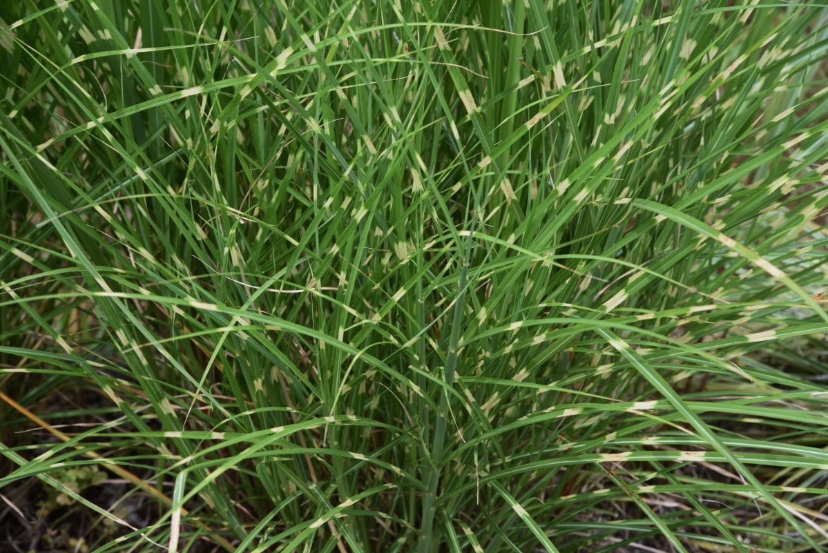 horizontally variegated zebra grass