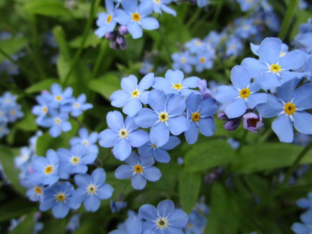 clusters of blue forget me not flowers