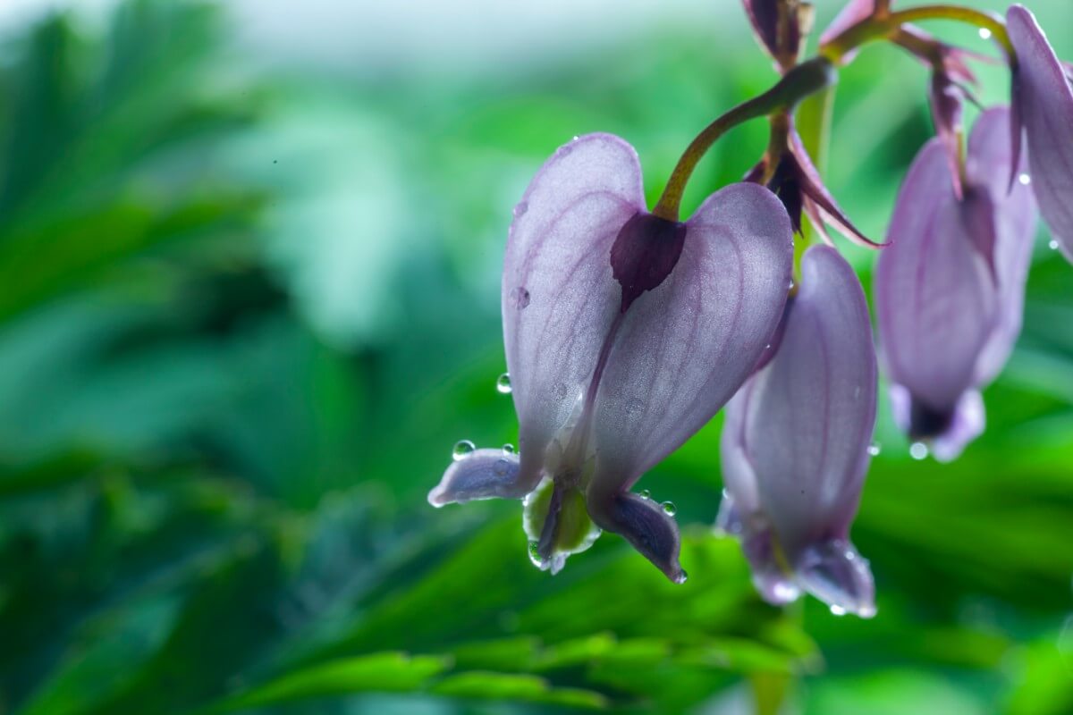 purple bleeding heart blossom