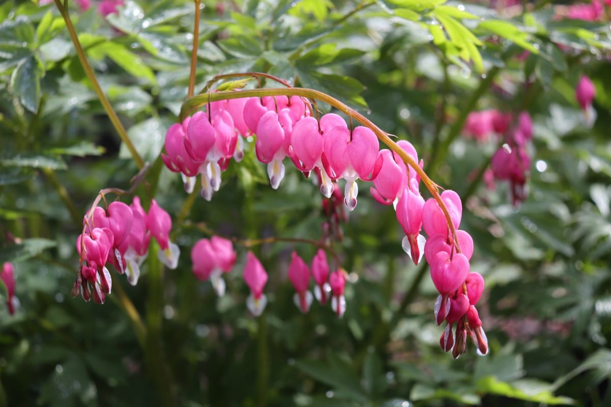 arching pink bleeding heart blossoms