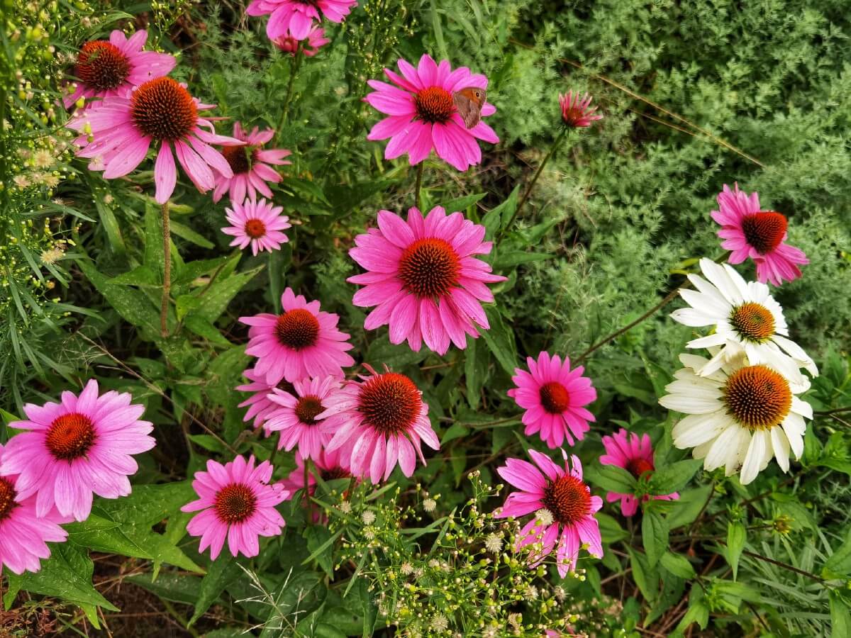 coneflower planting in a variety of colors white and pink