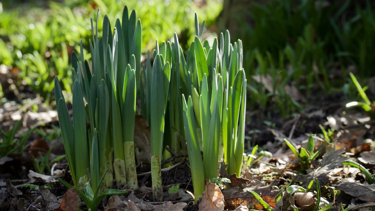 daffodils sprouting from the ground in early spring