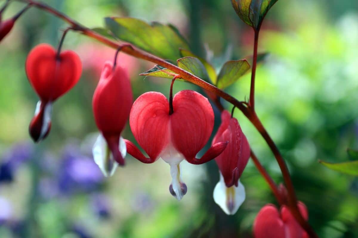 closeup of red bleeding heart blossoms