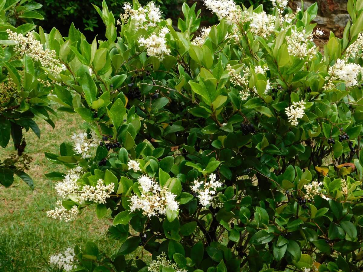 waxleaf privet hedge with white blossoms